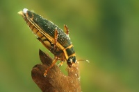 Potapnik vroubeny - Dytiscus marginalis - Great Diving Beetle 5031